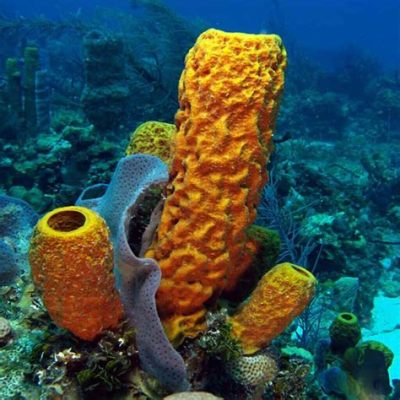  Anisospongia! Explore this Brightly Colored Sponges' Fascinating Filtration Feeding Habits