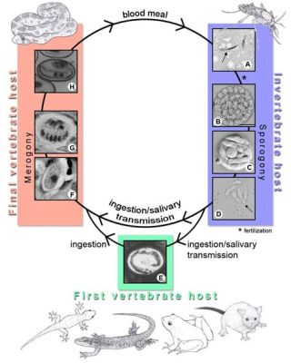  Hepatozoon!  A Tiny Parasite That Rules the Lives of its Reptile Hosts