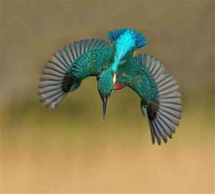  Kingfisher! A Bird That Dives Like an Arrow and Sings Like a Nightingale