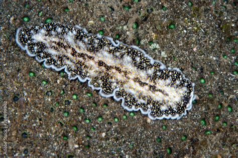  Otoplana! A Curious Flatworm That Crawls Through Marine Sands Like an Underwater Vacuum Cleaner