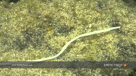  Quasitetilla!  A Bizarre Marine Worm With Exquisite Tentacles