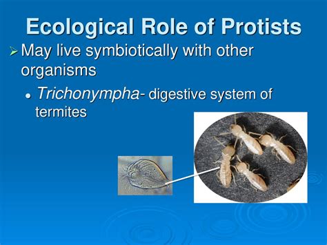  Trichonympha! A Humble Protist With a Surprisingly Complex Digestive System