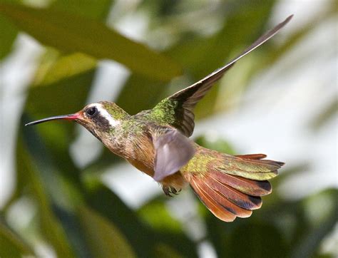  Xantus' Hummingbird!  A Tiny Wonder With Vibrant Colors That Defy Logic and Enchant Birdwatchers Alike