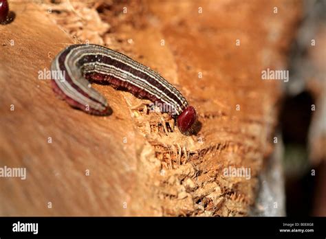  Xylophaga! Discover the Remarkable Wood-Eating Worm Lurking Beneath the Waves