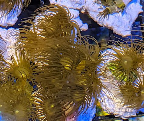 Yellow Polyp! Can This Tiny Creature Teach Us About Perseverance and Beauty?