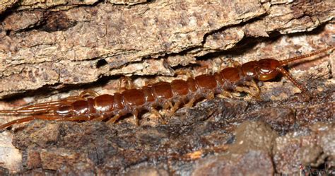  Centipede: A Curious Crawl Beneath Leaf Litter and Amongst Decaying Logs!