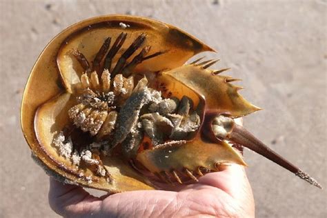   Horseshoe Crab:  Discover the Armored Ancient Mariner With Remarkable Blood!