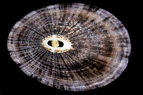  Keyhole Limpet! This Amazing Gastropoda Lives in Rocky Intertidal Zones and Has a Distinctive Keyhole-Shaped Opening