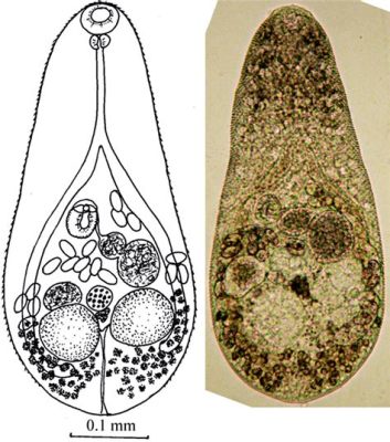  Metagonimus yokogawai: หนอนพยาธิตัวแบนที่ทำให้เกิดความปั่นป่วนในลำไส้ของคุณ!