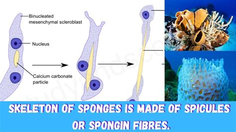  Needle Sponge! A Curious Creature With a Skeleton Made Entirely of Spicules