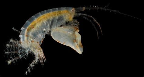  Niphargus! Discover This Tiny Crustacean Hiding In Underground Waters