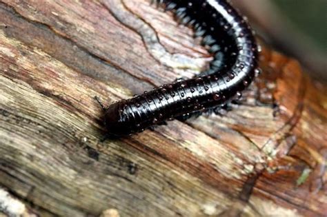  Oak Millipede: An Incredible Arthropod That Walks With A Thousand Legs and Thrives Beneath the Forest Floor!