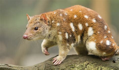  Quoll!  This Curious Marsupial Can Fit Itself into Tiny Spaces and Has an Unforgettable Stench