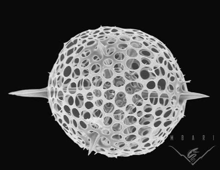  Radiolarian! Microscopic Wonders That Sculpt Delicate Glass Shells