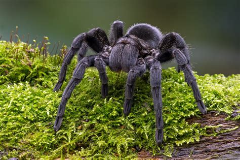  tarantula