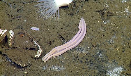  Xenosagitta! A Deep-Sea Worm That Makes You Wonder About Evolution's Quirks